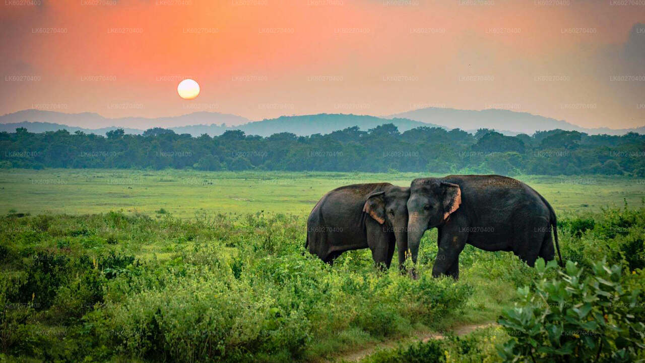 Park Narodowy Udawalawe Safari z Dikwella