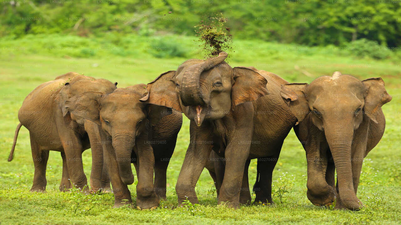 Park Narodowy Udawalawe Safari z Dikwella