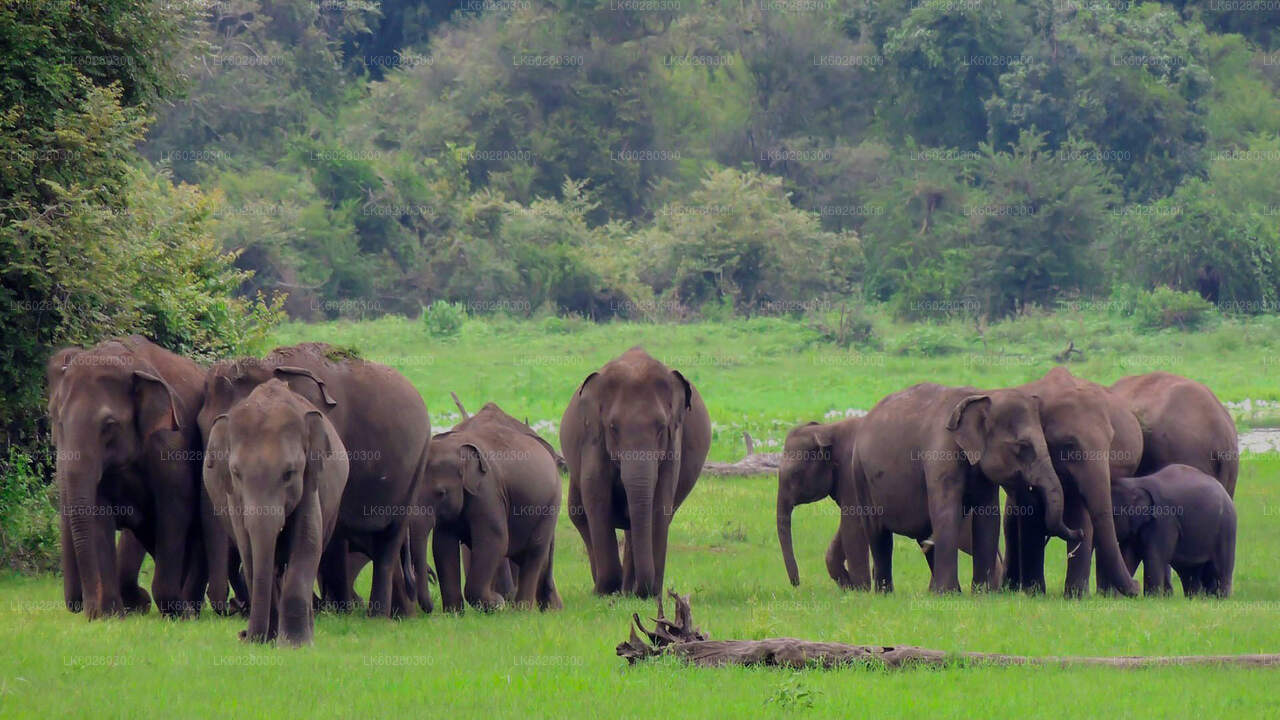 Safari w Parku Narodowym Udawalawe z Hambantota