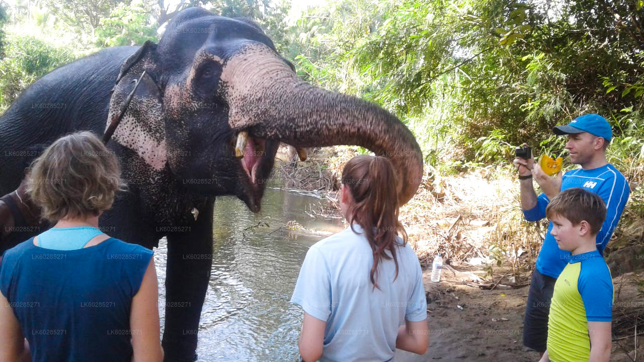 Safari z powrotem słonia z Habarany
