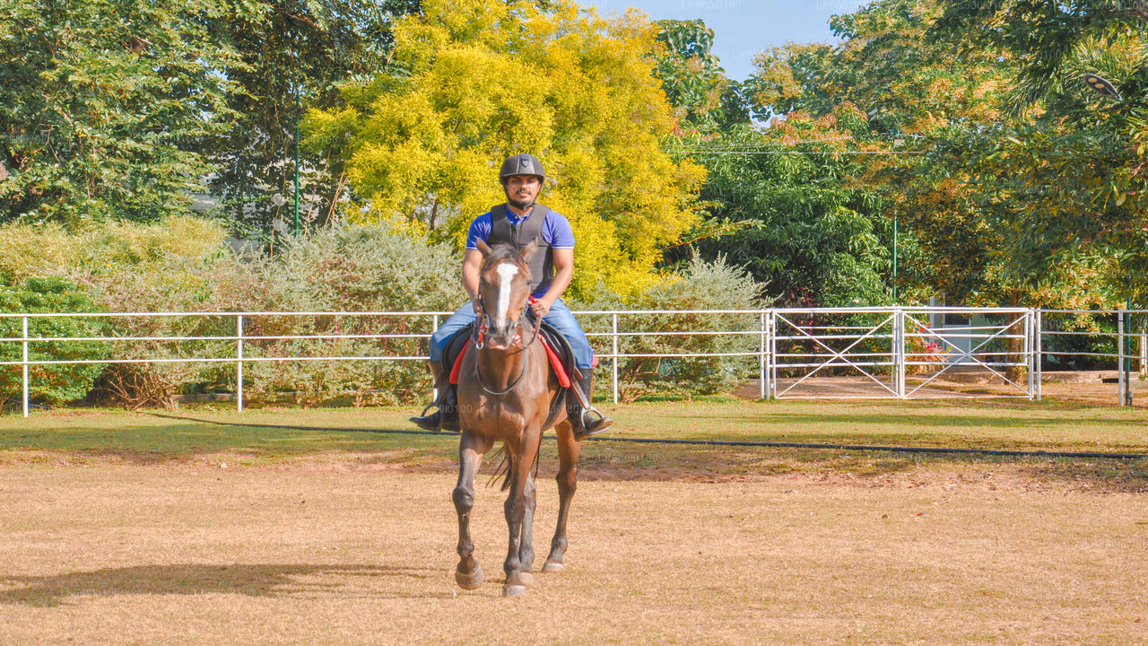 Horse Riding for Beginners from Dambulla