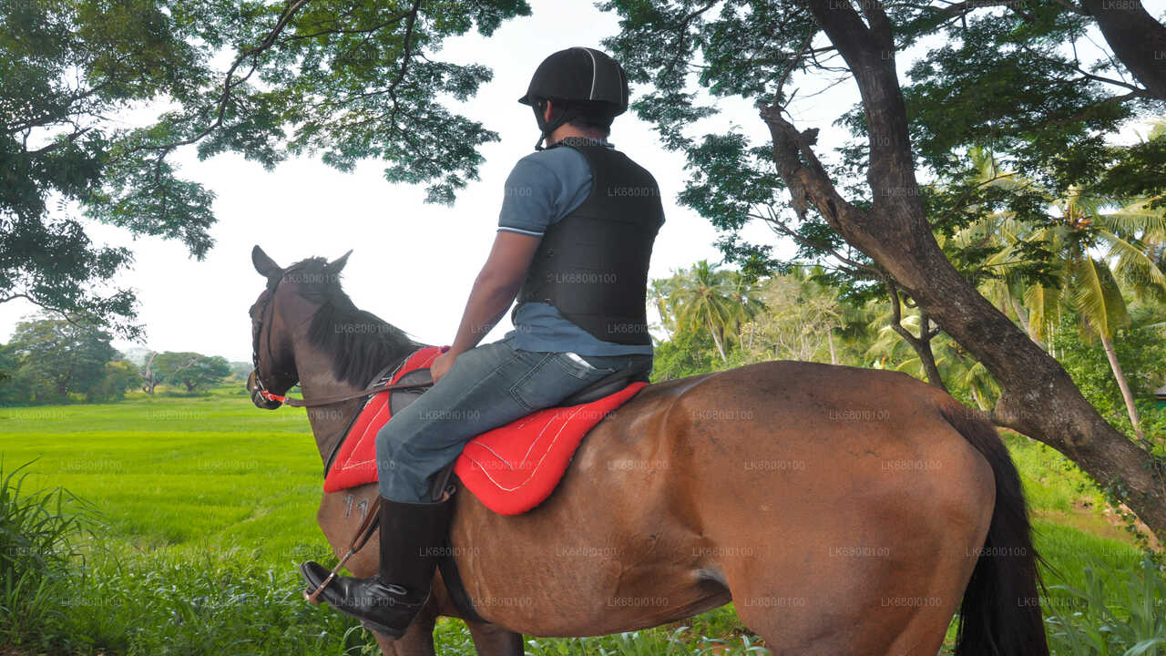 Horse Riding for Beginners from Dambulla