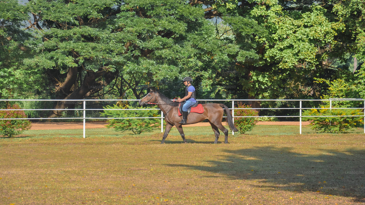 Horse Riding for Professionals from Dambulla