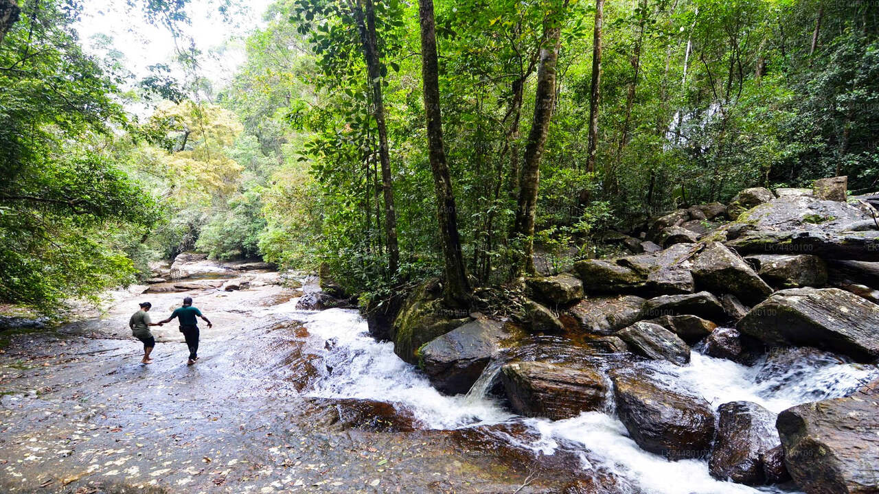 Spacer po lesie deszczowym Sinharaja