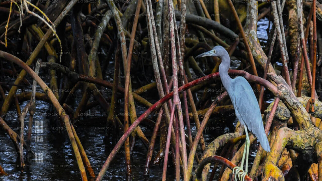 Birdwatching at Muthurajawela Marsh from Colombo