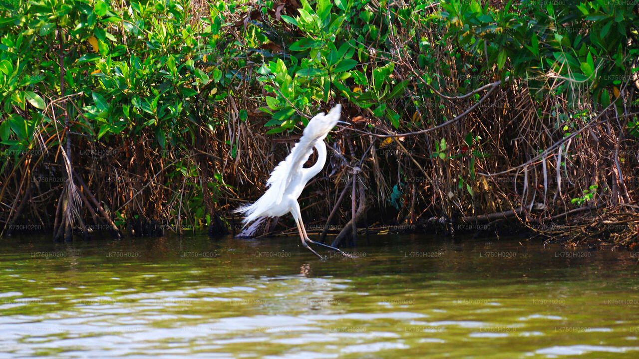 Birdwatching at Muthurajawela Marsh from Colombo