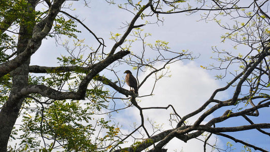 Obserwacja ptaków w Sanktuarium Anawilundawa z Kalpitiya