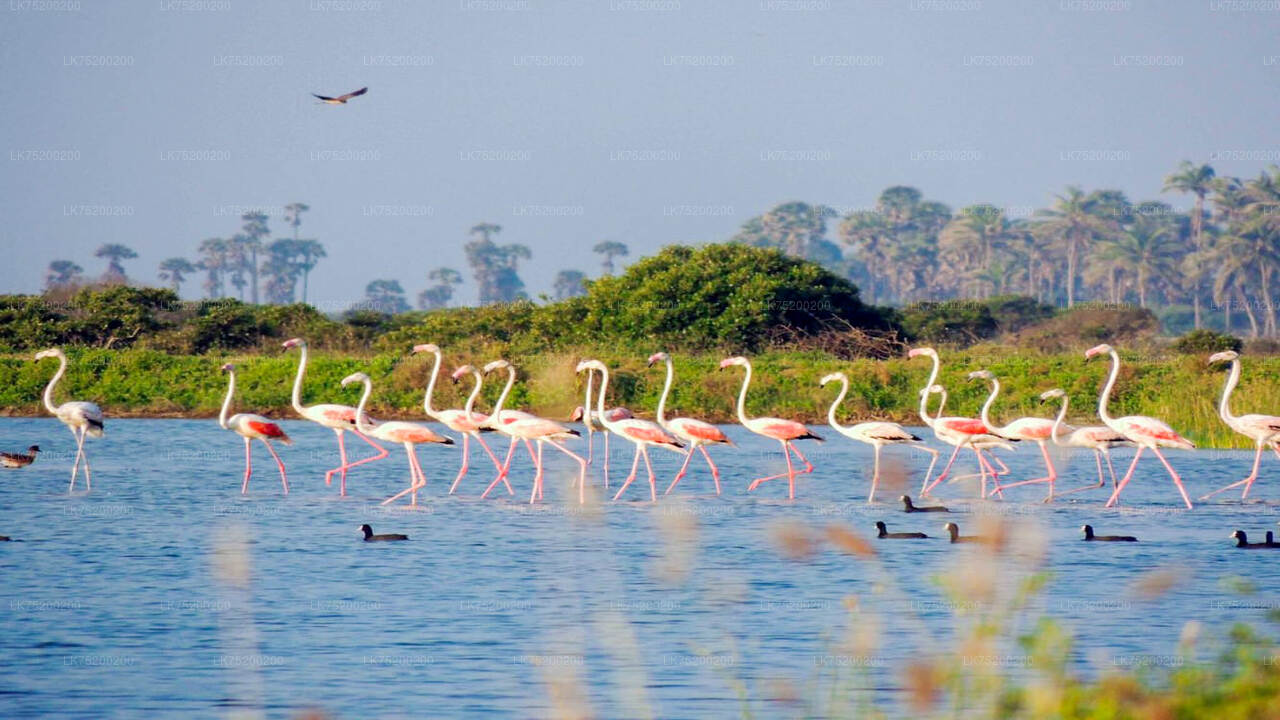 Birdwatching in Chundikulam National Park