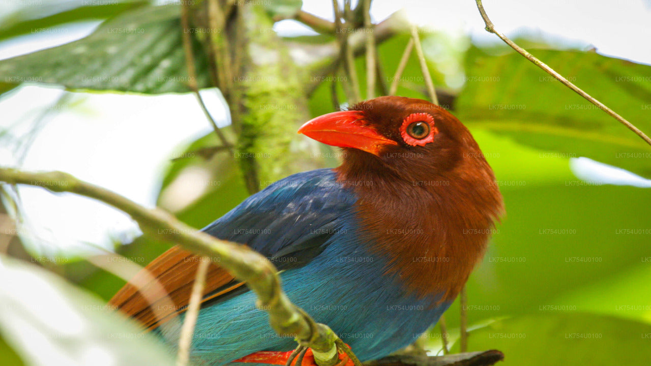 Obserwacja ptaków z lasu deszczowego Sinharaja