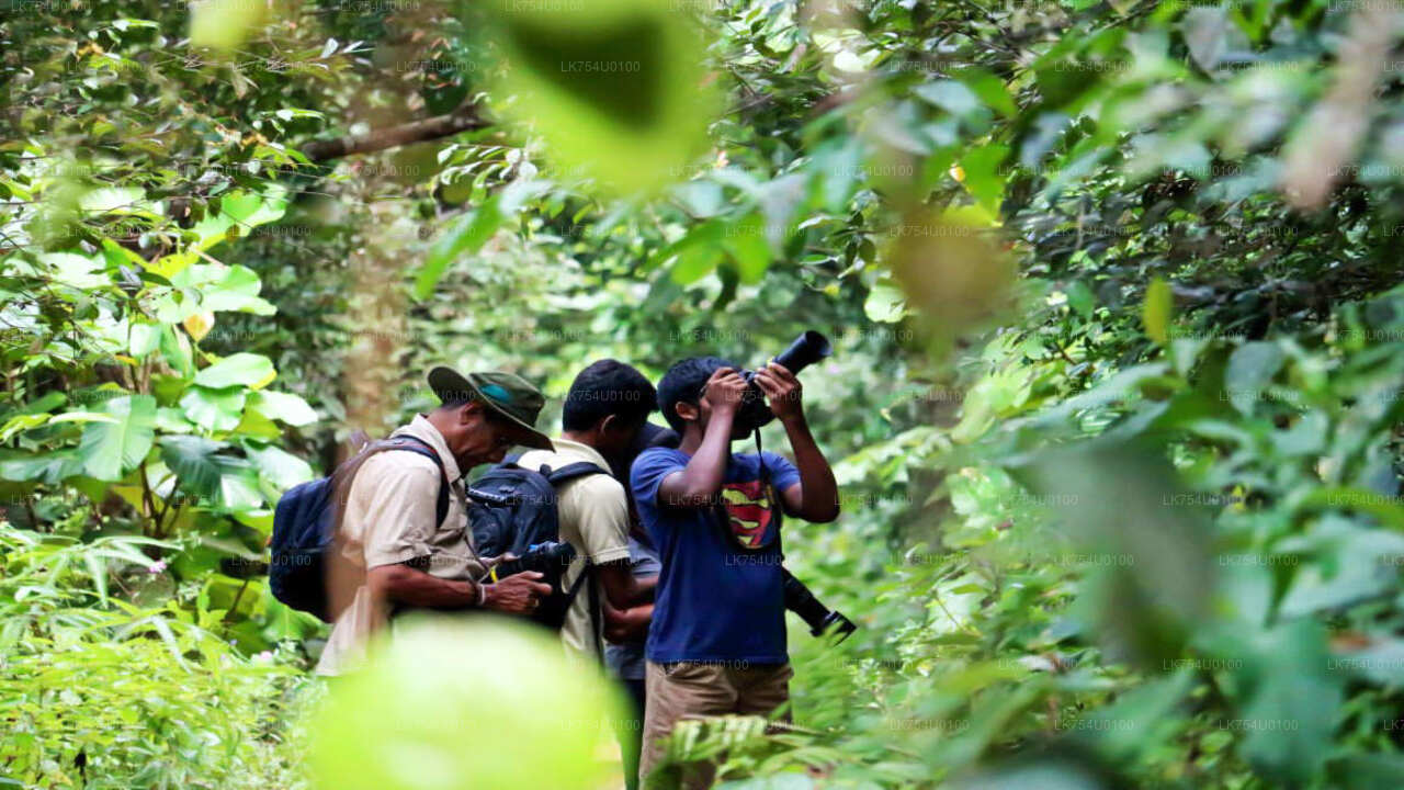 Obserwacja ptaków z lasu deszczowego Sinharaja