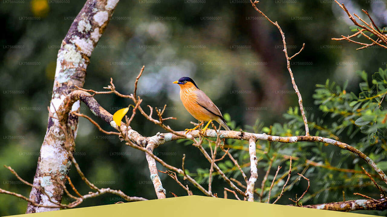Safari z obserwacją ptaków w Parku Narodowym Udawalawe z góry Lavinia