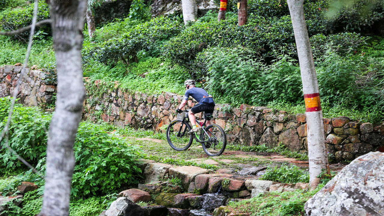 Cycling to Lipton Seat from Haputale