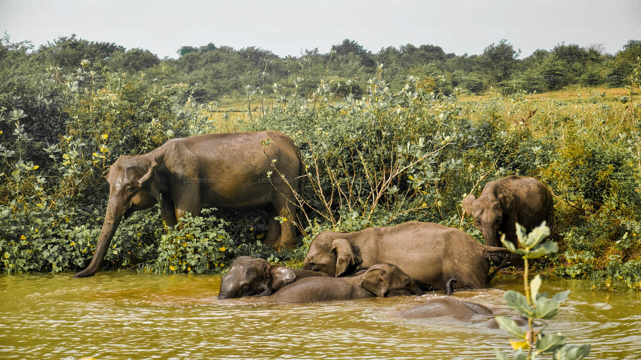 Park Narodowy Udawalawe Safari z portu Hambantota