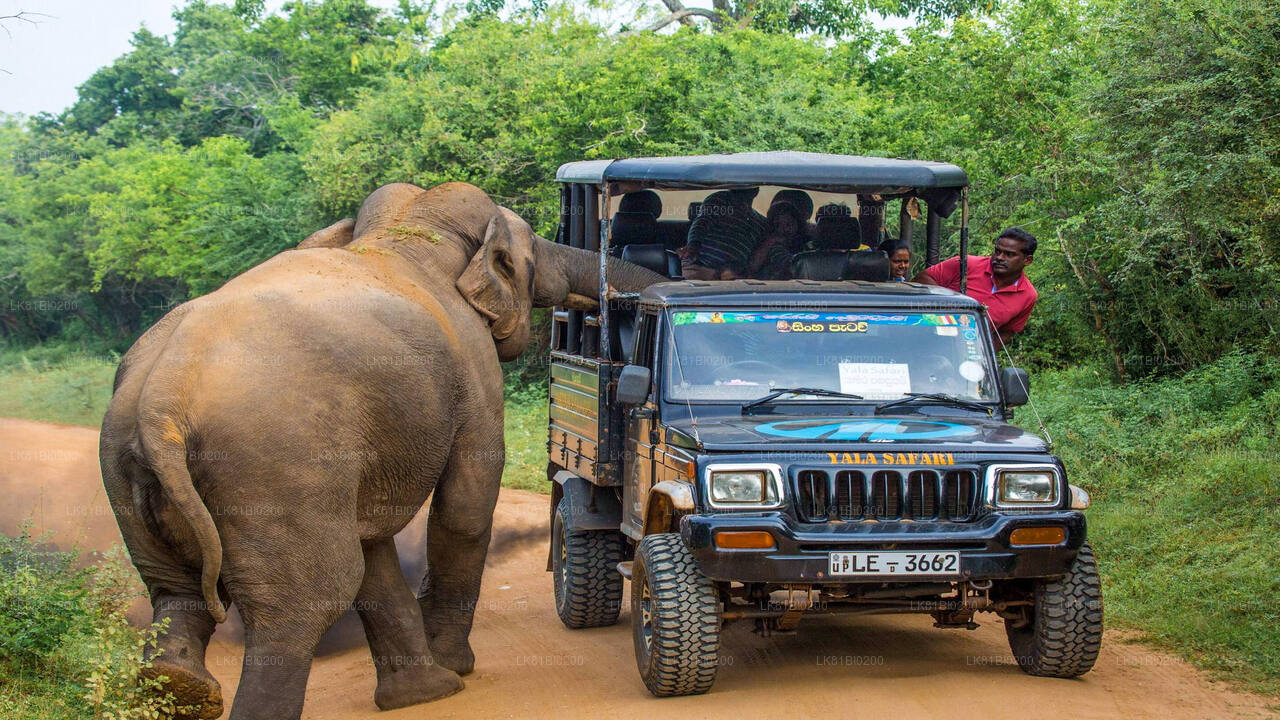 Safari w Parku Narodowym Yala z portu Hambantota