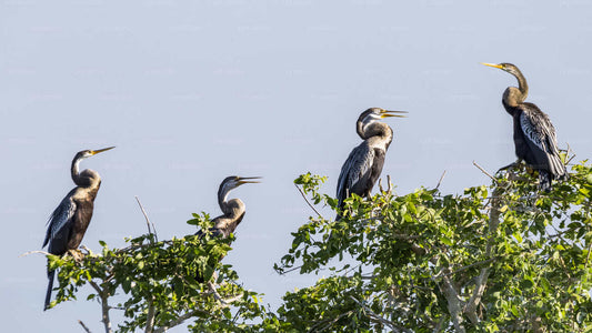 Safari w Parku Narodowym Bundala z portu morskiego Hambantota
