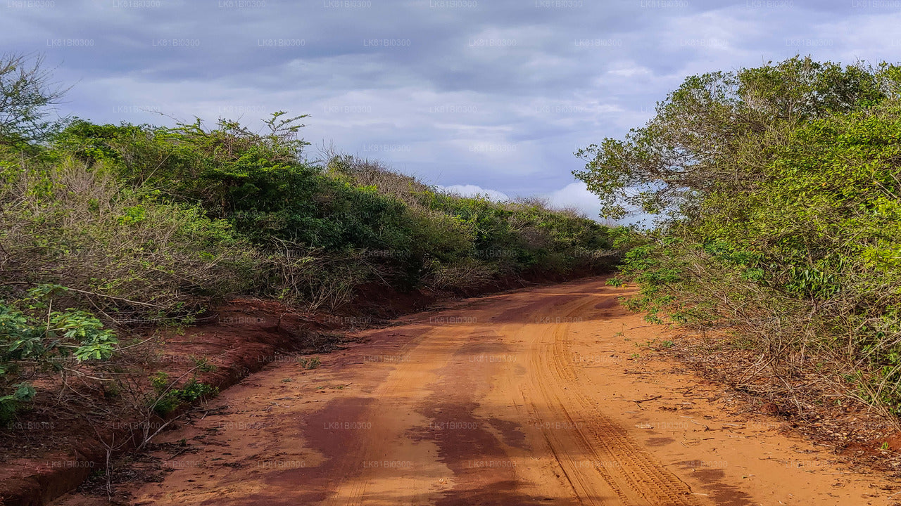 Safari w Parku Narodowym Bundala z portu morskiego Hambantota