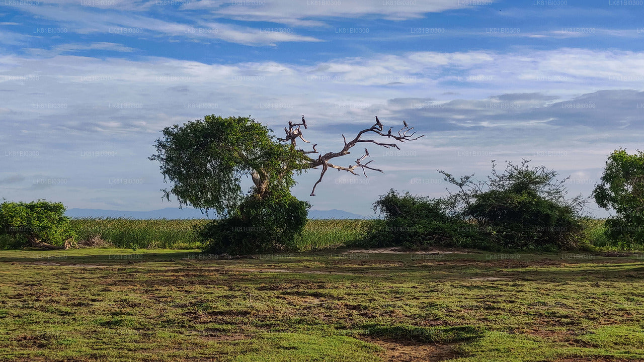 Safari w Parku Narodowym Bundala z portu morskiego Hambantota