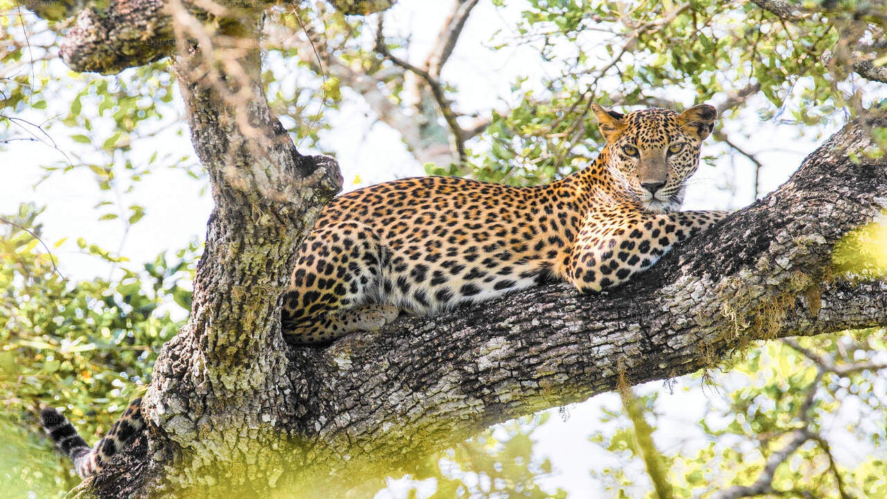 Wilpattu National Park Safari