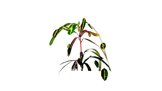 Lakpura Victoria Gold Bell Croton (50 liści)