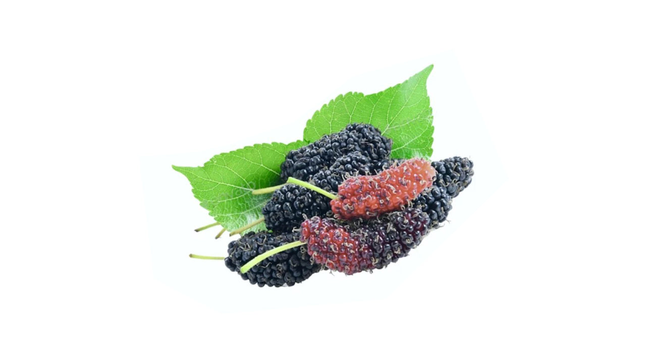 Thai Mulberry (මල්බෙරි – කළු ලේයර්) Fruit Plant